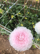 Charger l'image dans la galerie, Ranunculus Amandine "Chamallow"