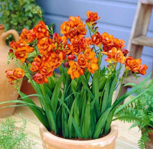 Charger l'image dans la galerie, Freesia Double Orange bulbs/corms