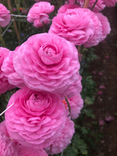 Charger l'image dans la galerie, Ranunculus Amandine "Bonbon"