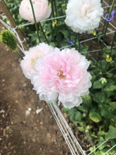 Charger l'image dans la galerie, Ranunculus Amandine "Chamallow"