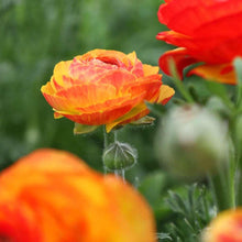 Charger l'image dans la galerie, Ranunculus "Picoté Orange"