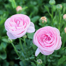 Load image into Gallery viewer, Ranunculus Elegance Rosa Chiaro