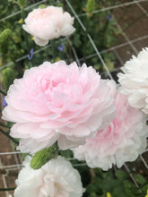 Charger l'image dans la galerie, Ranunculus Amandine "Chamallow"