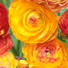 Charger l'image dans la galerie, Ranunculus "Picoté Orange"
