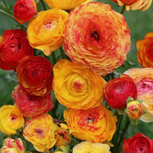 Charger l'image dans la galerie, Ranunculus "Picoté Orange"