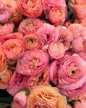 Charger l'image dans la galerie, Ranunculus Amandine "Salmon"