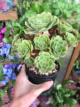 Charger l'image dans la galerie, Aeonium canariense variegata - Terrace Garden France - #tag1# -