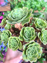 Charger l'image dans la galerie, Aeonium canariense variegata - Terrace Garden France - #tag1# -