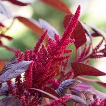 Load image into Gallery viewer, Amaranthus cruentus 'Velvet Curtains' - Terrace Garden France - #tag1# - Amaranthus cruentus 'Velvet Curtains'