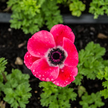 Charger l'image dans la galerie, Anemone coronaria "Pinkie"