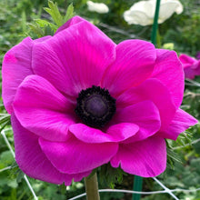 Load image into Gallery viewer, Anemone 'Fuscia' Mistral Plus Coronaria - Terrace Garden France - #tag1# - Anemone 'Fuscia' Mistral Plus® Coronaria bulbs