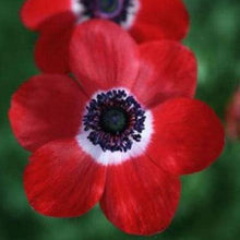 Load image into Gallery viewer, Anemone "Hollandia" Coronaria bulbs - Terrace Garden France - #tag1# -