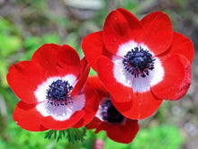 Load image into Gallery viewer, Anemone "Hollandia" Coronaria bulbs - Terrace Garden France - #tag1# -