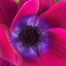 Load image into Gallery viewer, Anemone "Magenta" Mistral coronaria - Terrace Garden France - #tag1# -