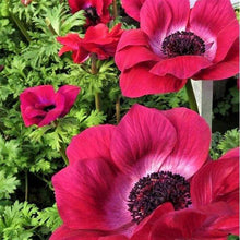 Load image into Gallery viewer, Anemone "Magenta" Mistral coronaria - Terrace Garden France - #tag1# -