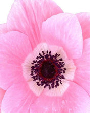Load image into Gallery viewer, Anemone coronaria Mistral® Rosa Chiaro - Terrace Garden France - #tag1# -