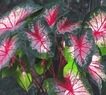 Charger l'image dans la galerie, Caladium Cherry Blossom