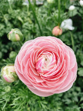 Load image into Gallery viewer, Ranunculus Amandine "Porceline"