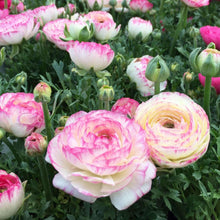 Charger l'image dans la galerie, Ranunculus "Picotee Pink"