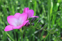 Load image into Gallery viewer, Freesia Single Pink Passion® bulbs/corms