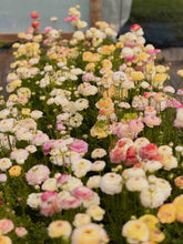 Load image into Gallery viewer, Ranunculus Amandine "Tiger"