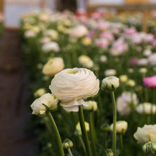 Charger l'image dans la galerie, Ranunculus Amandine Pastel Wedding Mix