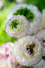 Load image into Gallery viewer, Ranunculus Amandine "Tiger"