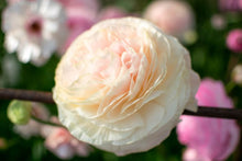 Charger l'image dans la galerie, Ranunculus Amandine "Chamallow"