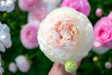 Charger l'image dans la galerie, Ranunculus Amandine "Chamallow"