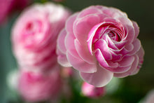 Load image into Gallery viewer, Ranunculus Amandine "Porceline"
