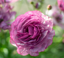 Load image into Gallery viewer, Ranunculus Amandine "Purple Jean"