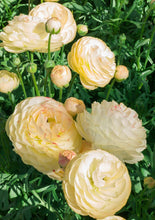 Charger l'image dans la galerie, Ranunculus Romance Hydra