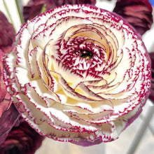 Charger l'image dans la galerie, Ranunculus Elegance "Bianco Striato"
