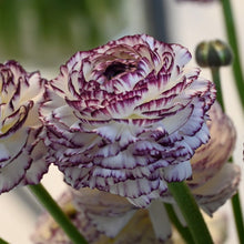 Charger l'image dans la galerie, Ranunculus Elegance "Bianco Striato"