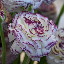 Charger l'image dans la galerie, Ranunculus Elegance "Bianco Striato"