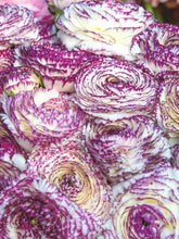 Charger l'image dans la galerie, Ranunculus Elegance "Bianco Striato"