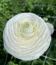 Charger l'image dans la galerie, Ranunculus Elegance "Bianco"