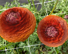 Charger l'image dans la galerie, Ranunculus Elegance "Cioccolato"