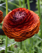 Charger l'image dans la galerie, Ranunculus Elegance "Cioccolato"