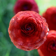 Charger l'image dans la galerie, Ranunculus Elegance "Cioccolato"
