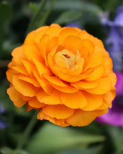 Load image into Gallery viewer, Ranunculus Elegance "Clementine"