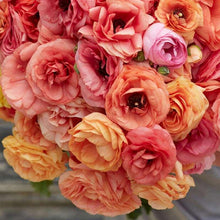 Load image into Gallery viewer, Ranunculus Elegance "Salmon"