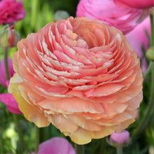 Load image into Gallery viewer, Ranunculus Elegance "Salmon"