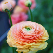Load image into Gallery viewer, Ranunculus Elegance "Salmon"