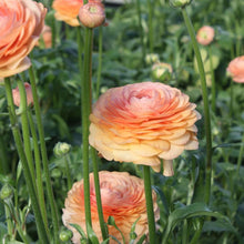 Load image into Gallery viewer, Ranunculus Elegance "Salmon"