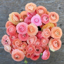Load image into Gallery viewer, Ranunculus Elegance "Salmon"