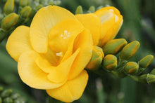 Charger l'image dans la galerie, Freesia Double Golden-Yellow Soleil® bulbs/corms