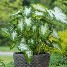 Load image into Gallery viewer, Caladium Aaron