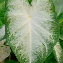 Load image into Gallery viewer, Caladium Aaron