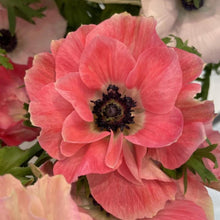 Charger l'image dans la galerie, Anemone coronaria "Pinkie"